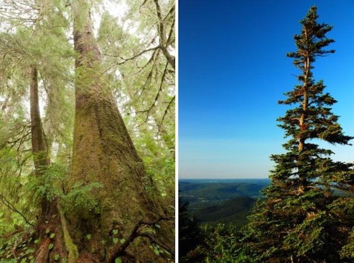 Split image of a Sitka spruce on the left and Adirondack spruceo on the right
