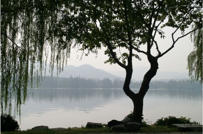 A weeping willow tree by a lake like the one in the lyrics to Bury Me Beneath the Willow