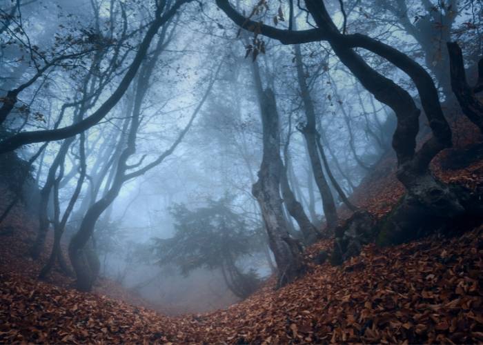 A dark hollow in the forest with fallen leaves