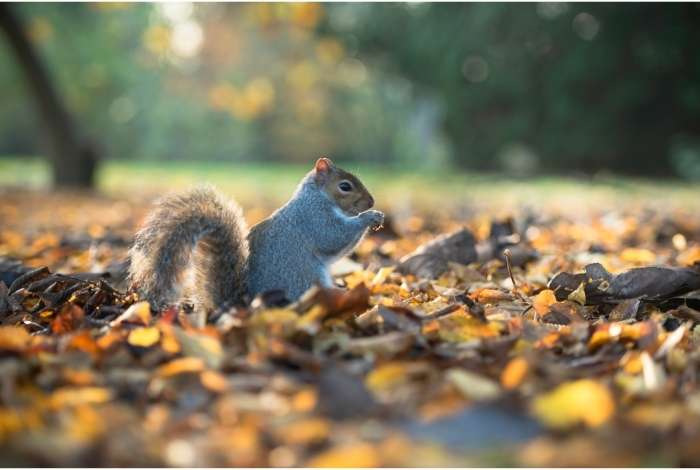 Squirrel with a high bushy tail