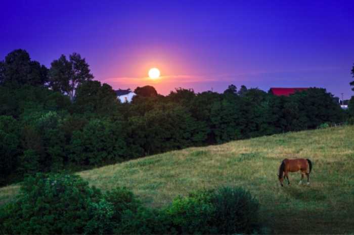 horse grazing in a kentucky pasture as the moon rises